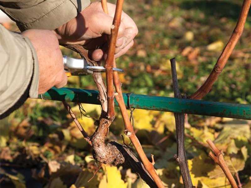 Обрезка винограда для начинающих. пошаговая обрезка винограда осенью, видео и фото