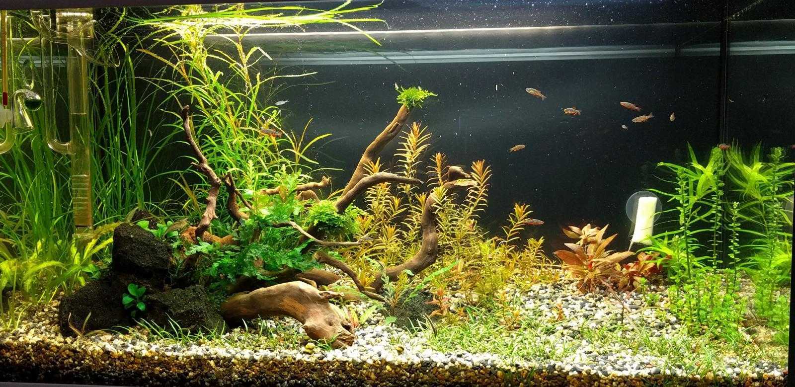 Лучшие аквариумные растения для начинающих