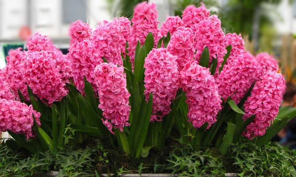 Многолетние цветы для дачи - 135 фото и видео описание как высадить красиво многолетники