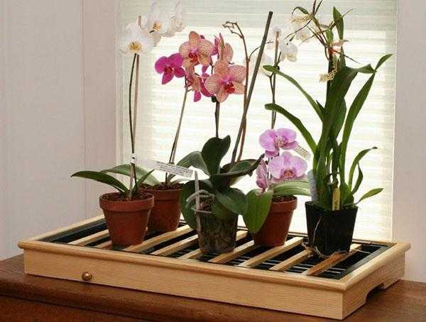Орхидея фаленопсис: описание и уход в комнатных условиях