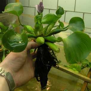 Водяной гиацинт эйхорния: содержание растения в домашних условиях