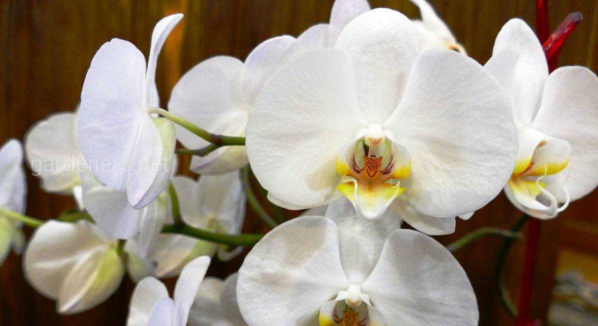 Подкормка орхидей во время цветения: чем подкормить цветущую орхидею в домашних условиях? и когда ее нужно подкармливать?