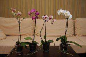 Орхидея: сколько цветет фаленопсис в домашних условиях?