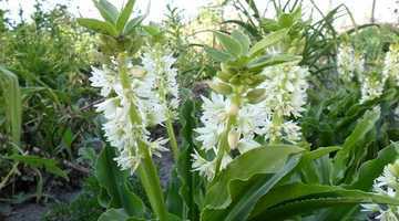 Правила ухода за цветком calathea в домашних условиях, особенности пересадки и размножения