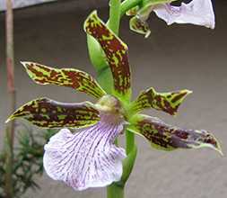 Как выращивать орхидею зигопеталум в домашних условиях: особенности