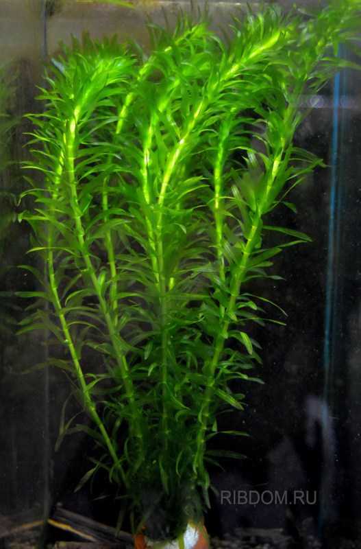 Аквариумное растение элодея: размножение и виды, содержание в аквариуме, полезные свойства