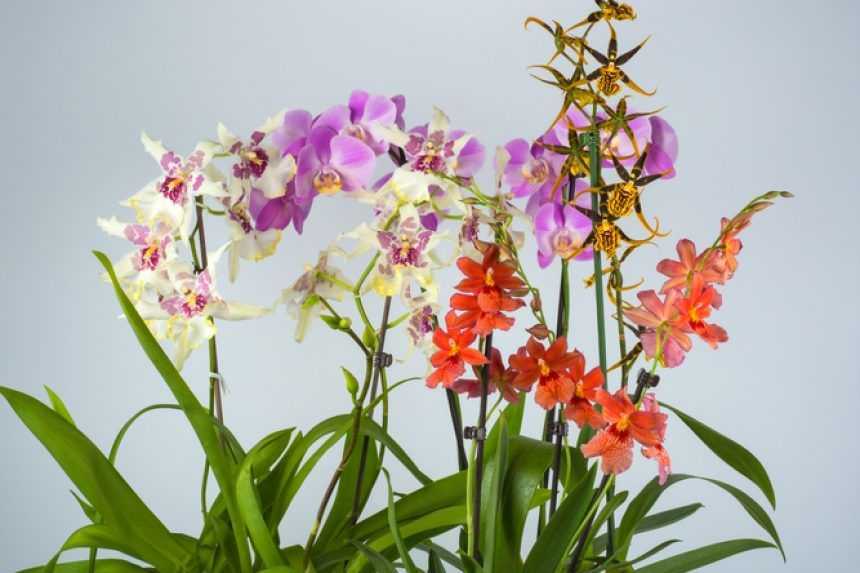 Какие орхидеи подойдут для начинающих цветоводов