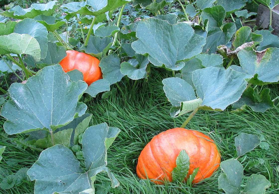 Особенности выращивания тыквы на урале: рассадный и прямой способ посева
