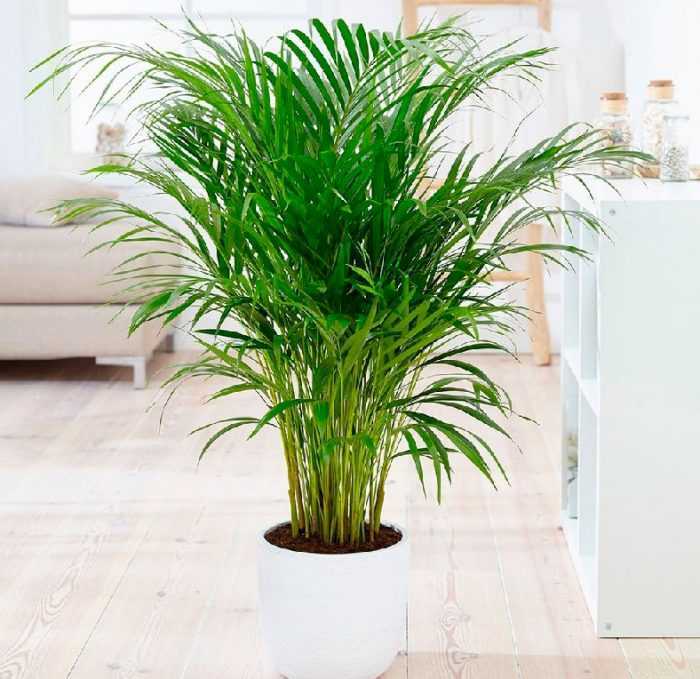 Растение говея, еще именуемое ховея, является пальмой, которая очень популярна среди цветоводов При выращивании в комнатных условиях она отличается неприхотливостью, благодаря этому она подходит для выращивания как опытным цветоводам, так и новичкам