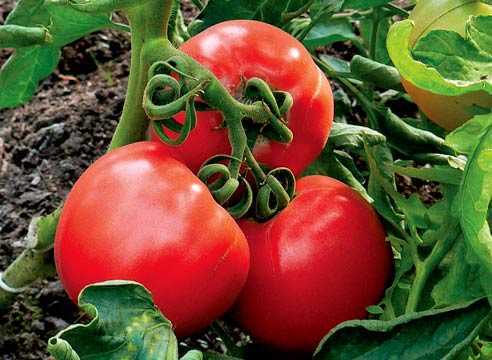 15 секретов как вырастить хороший урожай помидор в открытом грунте и в теплице (фото & видео) +отзывы