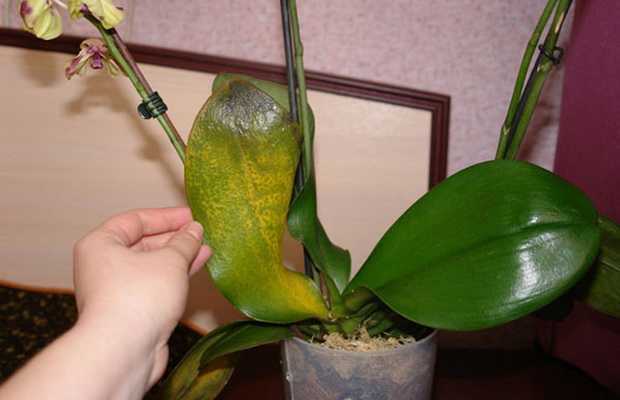 Основные особенности орхидеи | cельхозпортал