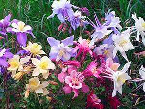 Аквилегия - 78 фото удивительно красивого цветка водосбора