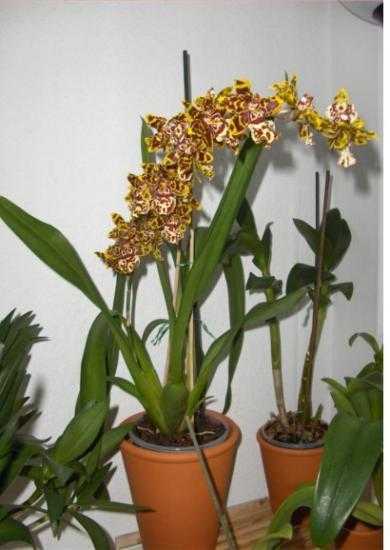 Орхидея камбрия: описание разновидностей и условия выращивания - Проект "Цветочки" - для цветоводов начинающих и профессионалов