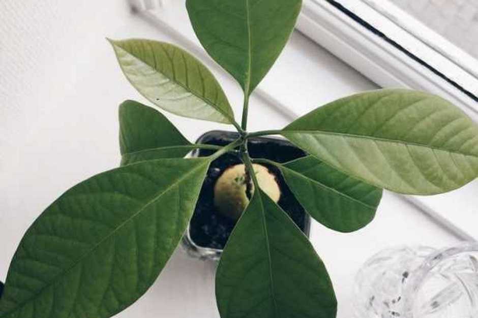 Авокадо из косточки в домашних условиях: как посадить, прорастить, уход, полив