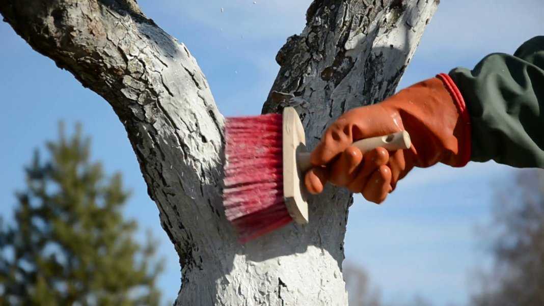 Раствор для побелки деревьев своими руками — инструкция по применению