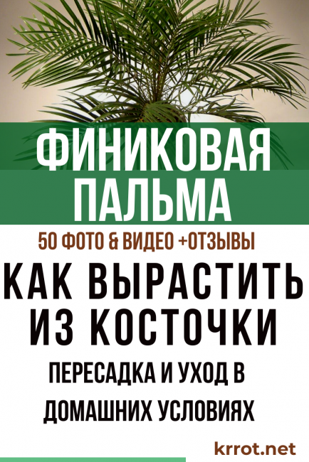 Как вырастить финиковую пальму из косточки: посадка и уход в домашних условиях - sadovnikam.ru