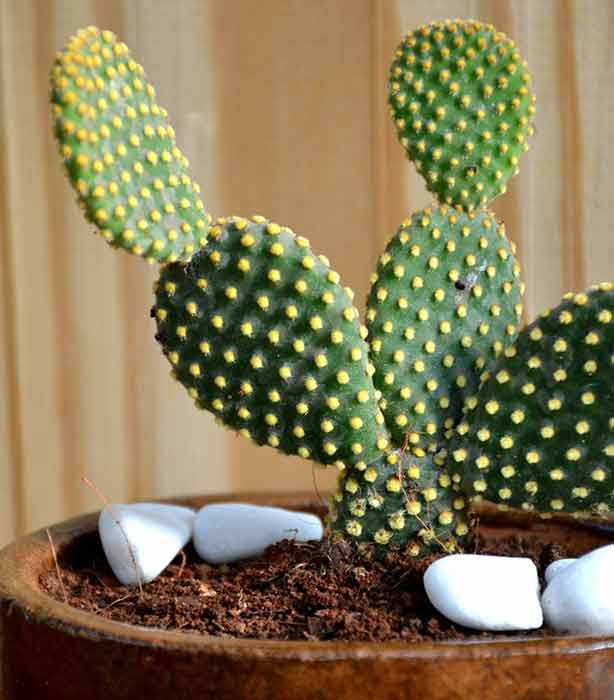 Растение опунция (opuntia): виды кактуса с фото и названиями