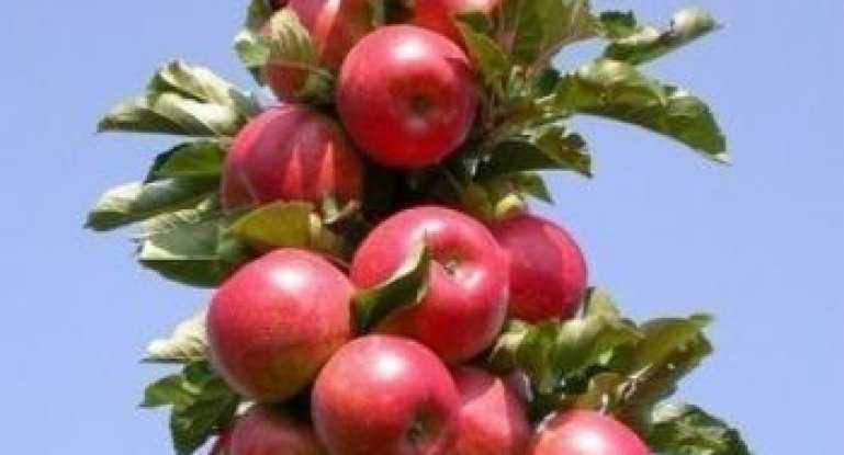 Колонновидная яблоня: особенности посадки и ухода с весны до зимы, достоинства и недостатки, отзывы
