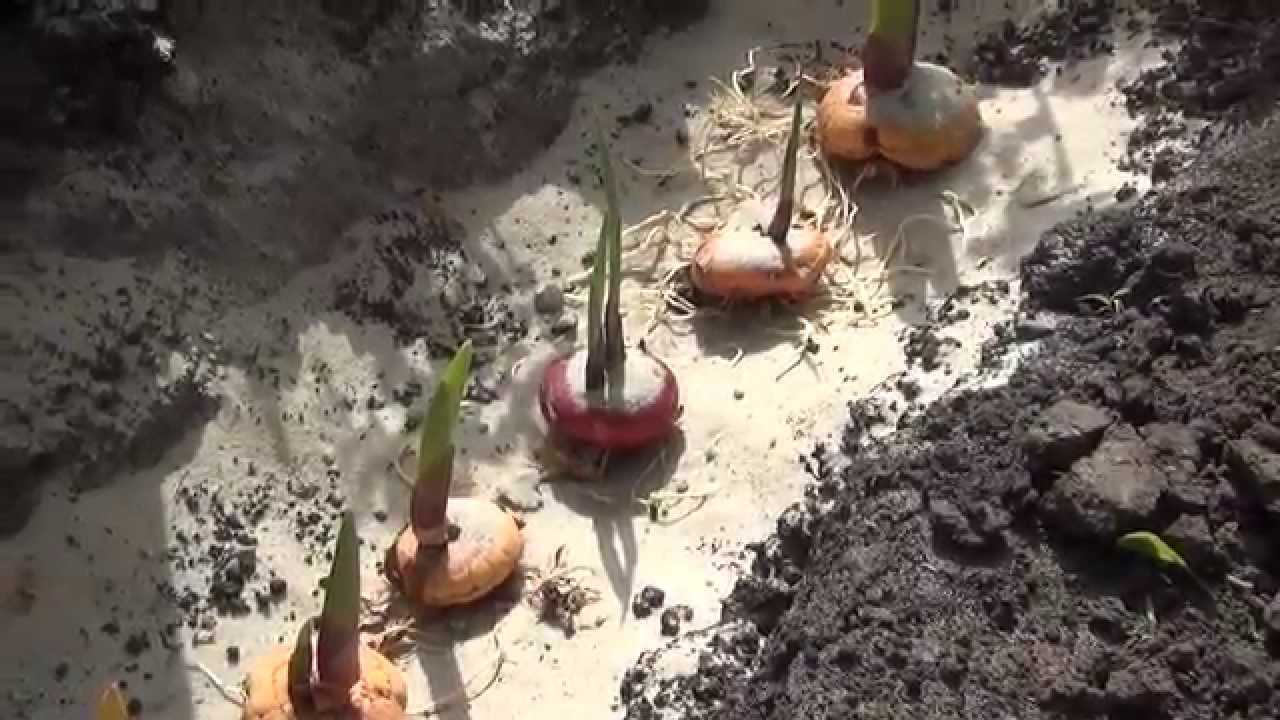 Как правильно проращивать луковицы гладиолусов перед посадкой