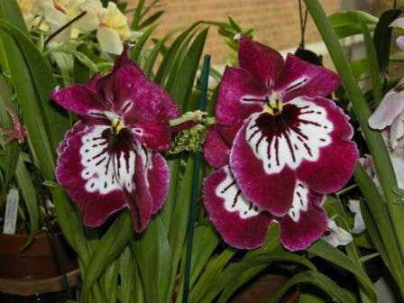 Орхидея мильтония - уход в домашних условиях, пересадка, болезни, фото