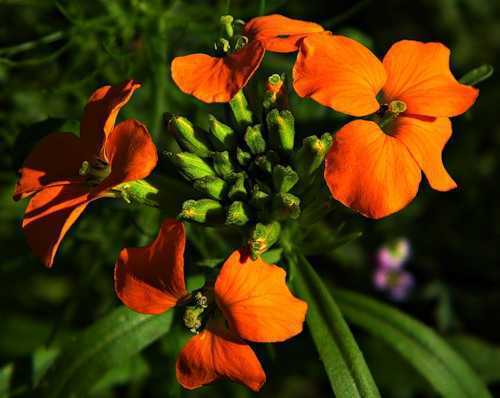 Цветущее травянистое растение хейрантус (Cheiranthus) может быть однолетником, двулетником и многолетником, а относится оно к семейству Крестоцветные