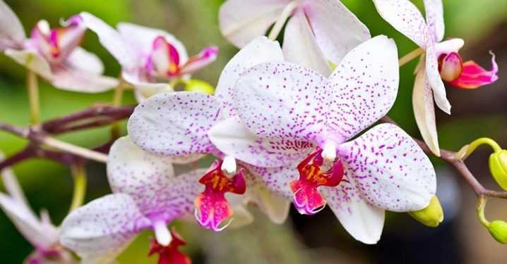 Самые большие орхидеи в мире: сорта с крупными цветками и их фото в горшке
