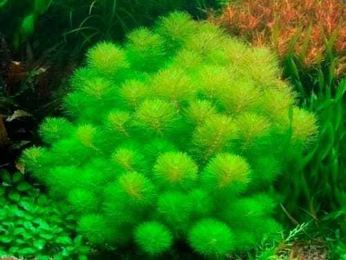 Аквариумное растение лимнофила (амбулия): фото, содержание в аквариуме