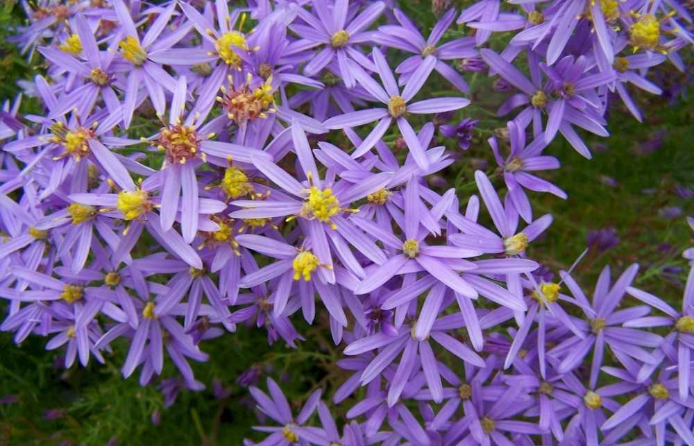 Цветы сентябринки: как ухаживать за осенними звездочками сада?