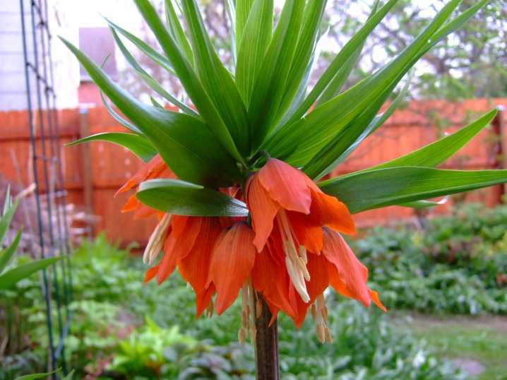 Цветок рябчик императорский — фото, виды, посадка и уход