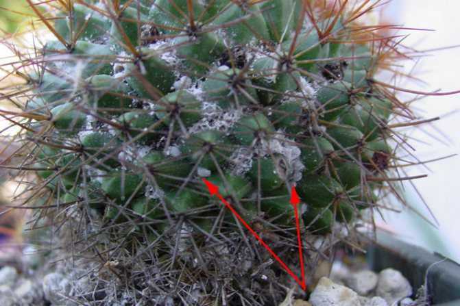 Удобрения для кактусов: виды и состав правильных подкормок
