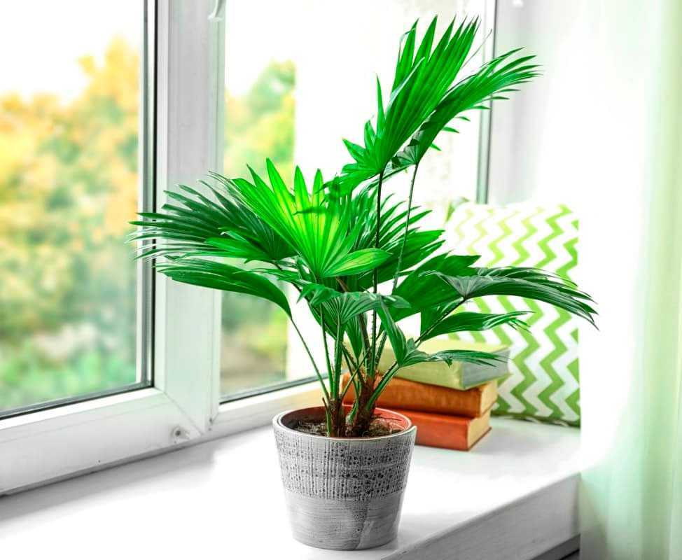Уход за пальмой ливистона в домашних условиях: выращивание livistona rotundifolia