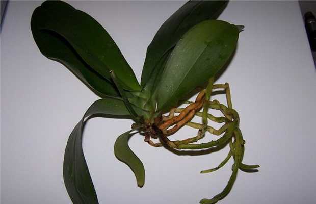 Нужно ли пересаживать орхидею после покупки в магазине в горшке и можно ли это делать во время цветения?