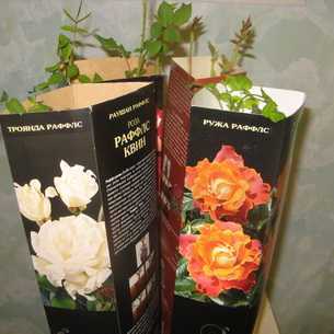 Выращивание садовых роз: основные правила ухода - Проект "Цветочки" - для цветоводов начинающих и профессионалов