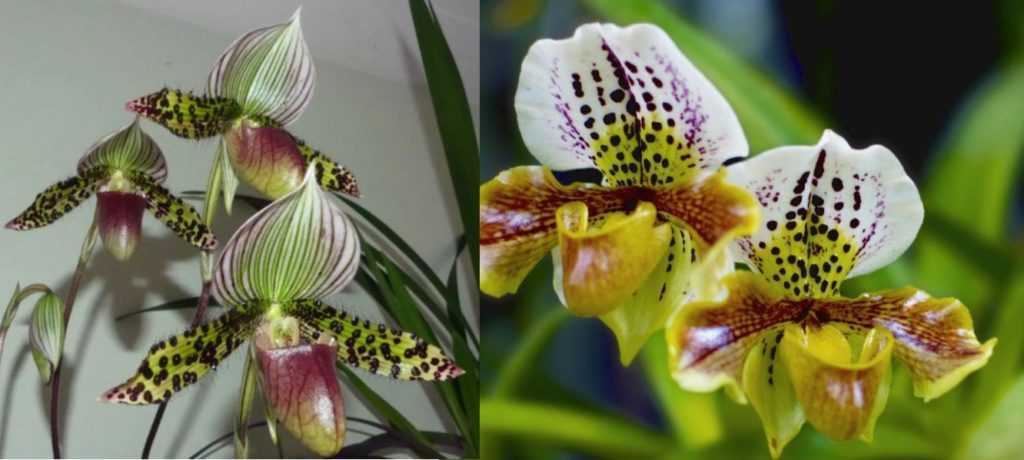 Орхидея венерин башмачок (пафиопедилюм): фото, описание, уход в домашних условиях, размножение пафиопедилюма