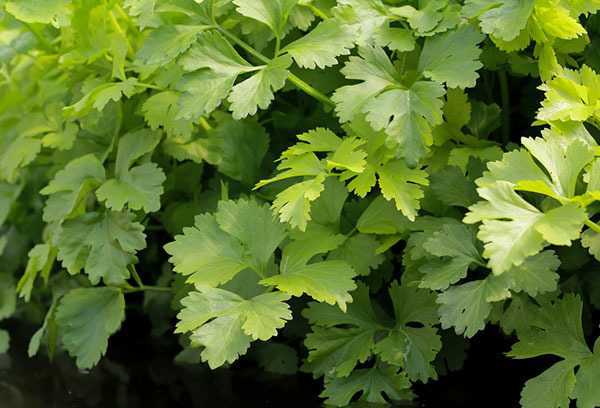 Сельдерей листовой – выращивание и уход в открытом грунте