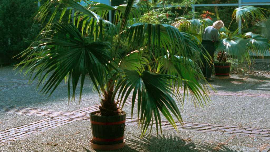 Секреты выращивания пальмы ливистона