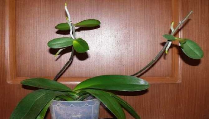 Основные способы наращивания корней у орхидеи