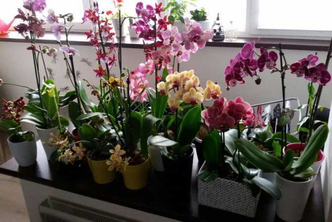 Главный вопрос: как ухаживать за орхидеей в горшке, купленной в магазине?
