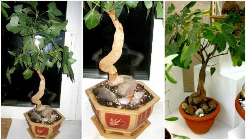 Брахихитон уход в домашних условиях, выращивание дерева из семян