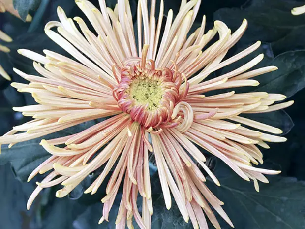 Хризантема: уход за цветком в горшке, размножение и пересадка для избежания болезней корневой системы