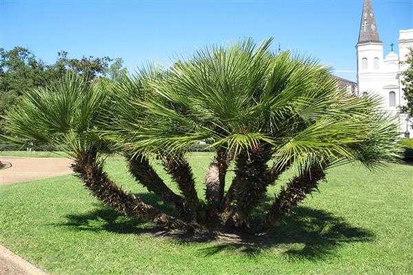 Виды тропических пальм