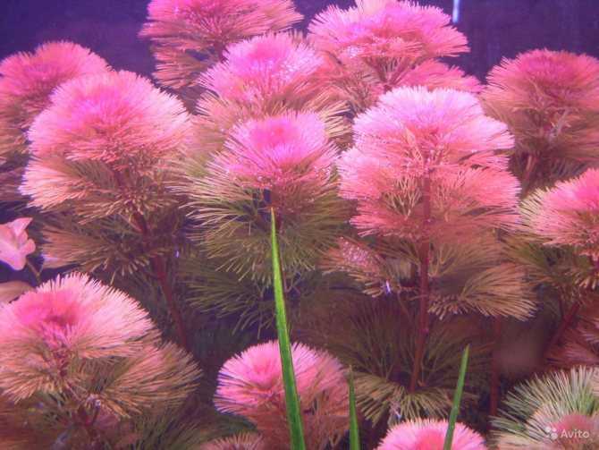 Аквариумное растение лимнофила (амбулия): фото, содержание в аквариуме