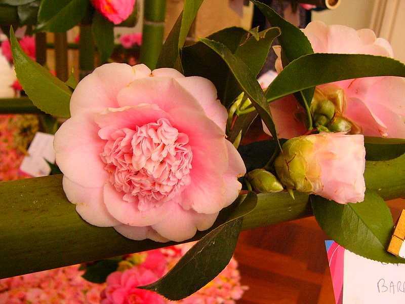 Японская камелия в домашних условиях – зимний цветок из азии: описание, сорта, выращивание и уход, размножение (100+ фото & видео) +отзывы
