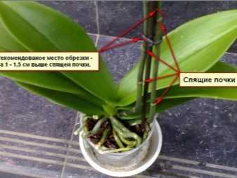 Цимбидиум домашний - фото орхидеи, уход, пересадка цветка, полив, размножение