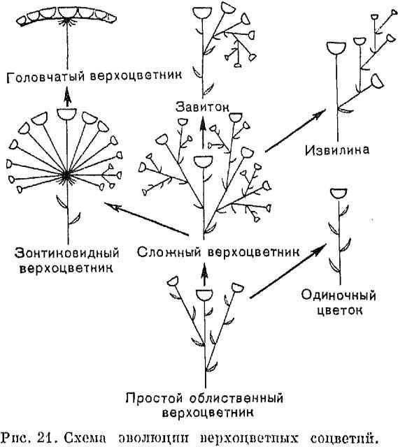 Цветы похожие на гвоздики относятся к разным группам растений, но формы их соцветий выглядят практически идентично Сходством с гвоздикой обладают также стебли