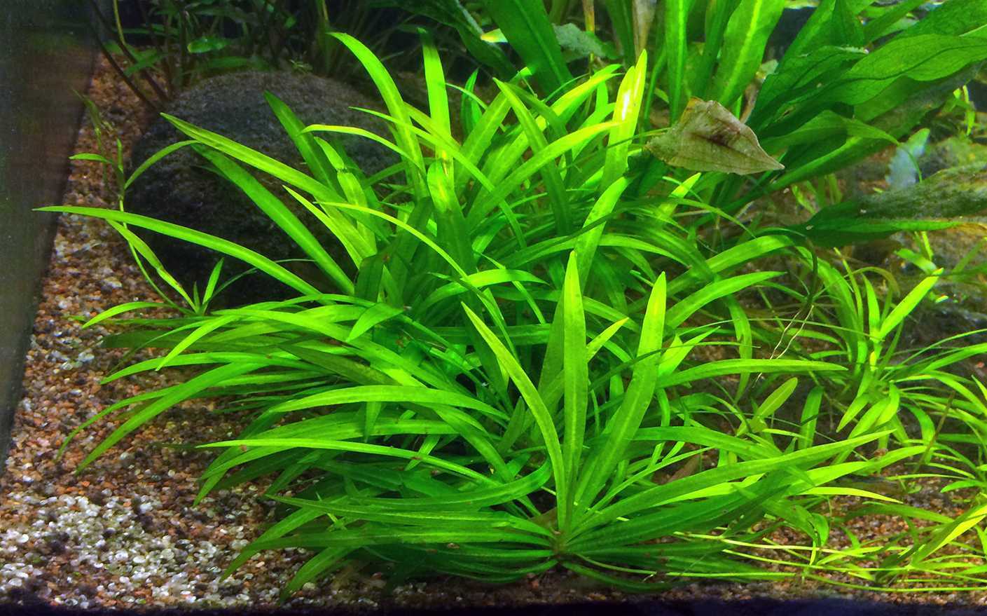 Стрелолист: неприхотливое в уходе и выращивании аквариумное растение