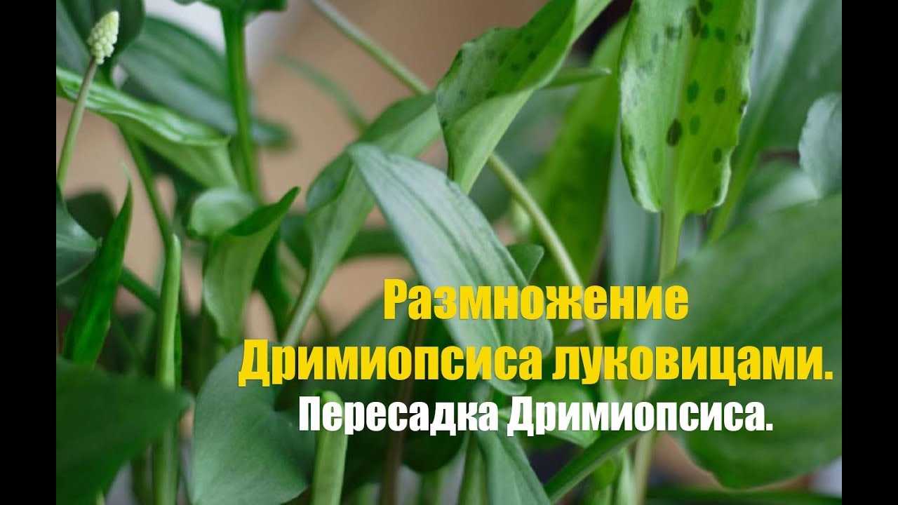 Дримиопсис — фото, видео и способы ухода в домашних условиях. выращивание декоративного растения своими руками (110 фото)