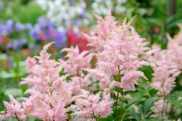 Многолетний цветок астильба: описание сортов растения, выращивание, посадка и уход за астильбой