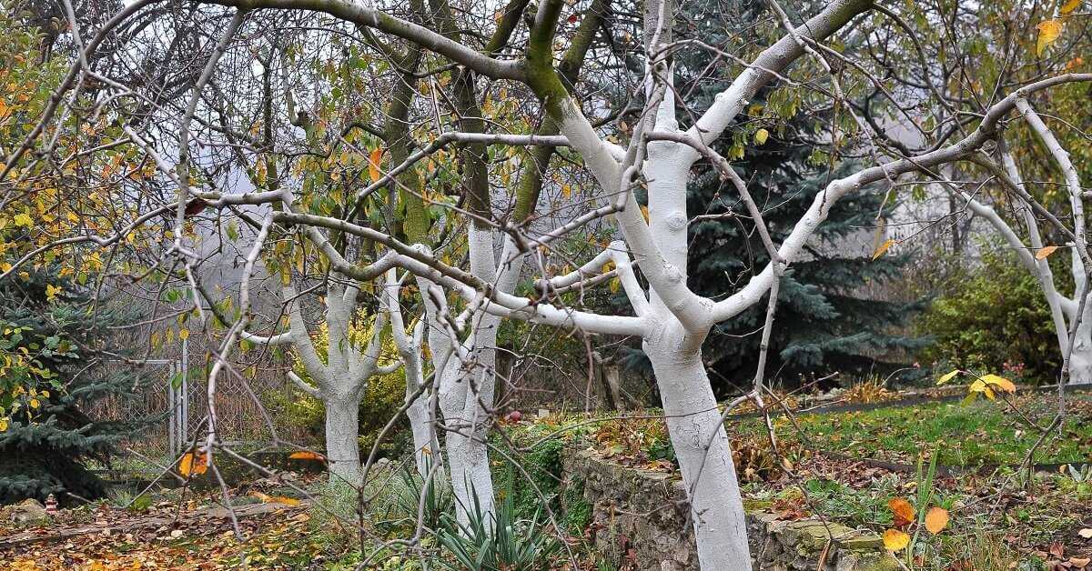 Как правильно побелить деревья в саду: описание, сроки (осенью, весной), составы, подготовка, инструменты | (фото & видео)