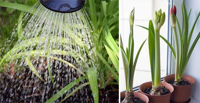 Выращивание орхидея сорта эпидендрум: отзывы, фото, размножение